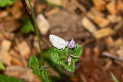 Celastrina