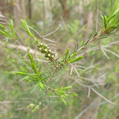 Melaleuca ericifolia