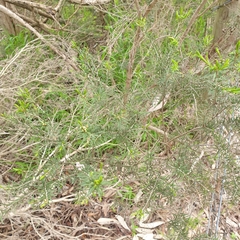 Melaleuca ericifolia
