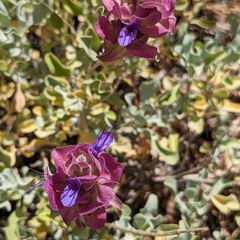 Salvia pachyphylla