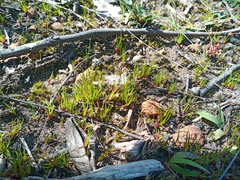 Centrolepis aristata