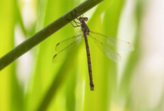 Archilestes californicus