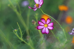 Cosmos parviflorus