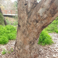 Eucalyptus camaldulensis