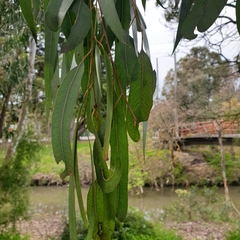 Eucalyptus camaldulensis