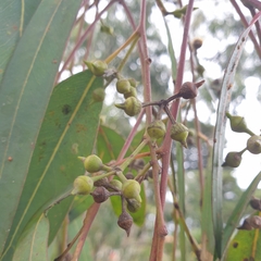 Eucalyptus camaldulensis