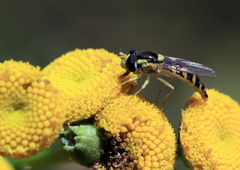 Sphaerophoria scripta