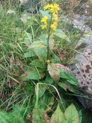 Solidago macrophylla