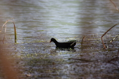 Gallinula tenebrosa