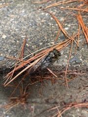 Cicadoidea