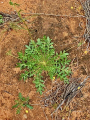 Goodenia pinnatifida