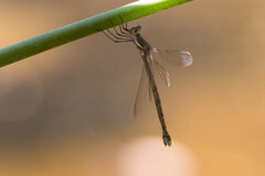 Archilestes californicus