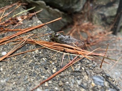 Cicadoidea