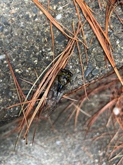 Cicadoidea