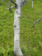 Betula pubescens pumila