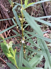 Pimelea axiflora axiflora
