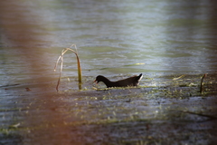 Gallinula tenebrosa
