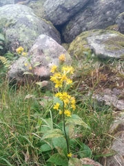 Solidago macrophylla