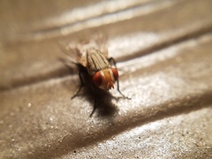 Miltogramminae