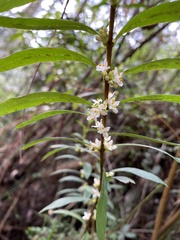 Pimelea axiflora axiflora