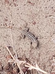 Sceloporus graciosus
