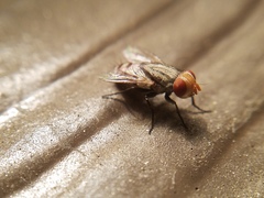 Miltogramminae