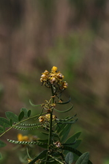 Senna marilandica