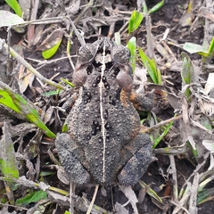 Incilius porteri