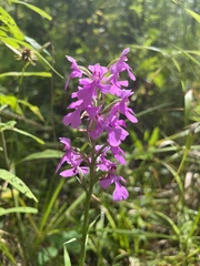 Platanthera peramoena