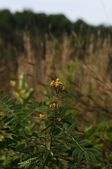 Senna marilandica