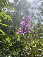 Platanthera peramoena