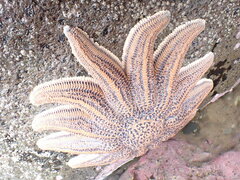 Stichaster australis