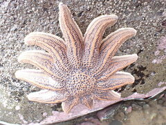 Stichaster australis