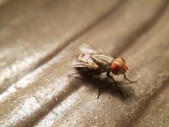 Miltogramminae
