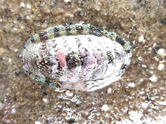 Sypharochiton sinclairi