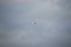 Pelecanus conspicillatus