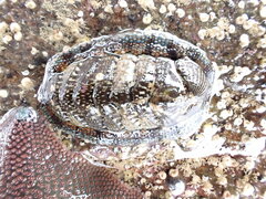 Sypharochiton sinclairi