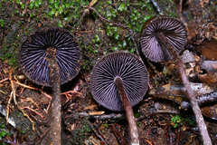 Psilocybe neoxalapensis