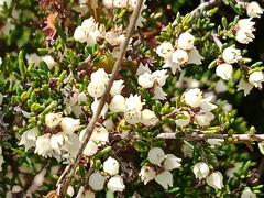 Cryptandra tomentosa