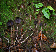 Psilocybe neoxalapensis