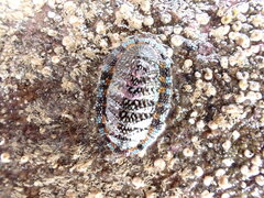 Sypharochiton sinclairi