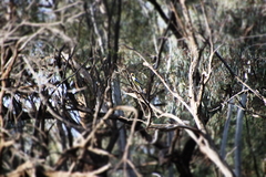 Platycercus elegans flaveolus