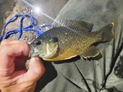 Lepomis macrochirus × cyanellus