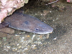 Conger verreauxi