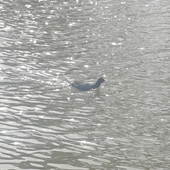 Gallinula tenebrosa