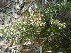 Cryptandra tomentosa