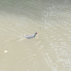 Gallinula tenebrosa