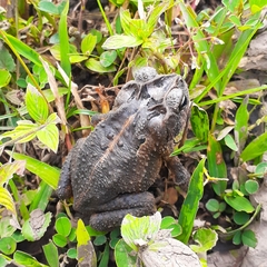 Incilius porteri