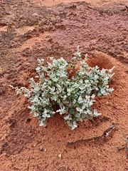 Chenopodium curvispicatum