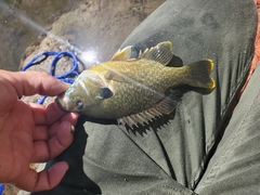 Lepomis macrochirus × cyanellus